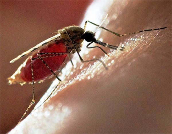 Комары являются переносчиками многих опасных заболеваний