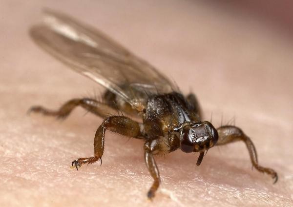 Второе название - лосиная муха клещ получил за наличие крылышек