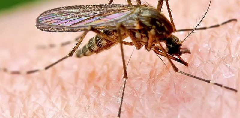 Как можно избавиться от комаров