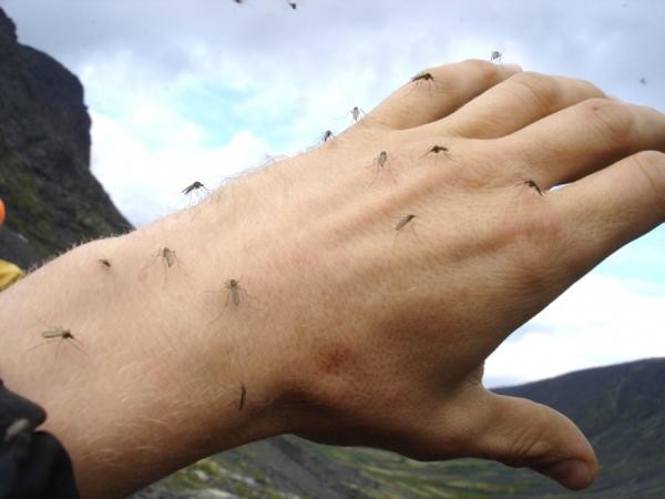 Комары способны испортить любой даже самый веселый отдых на природе, поэтому перед тем как собраться отдыхать на открытом воздухе не забудьте запастись средствами борьбы с насекомыми