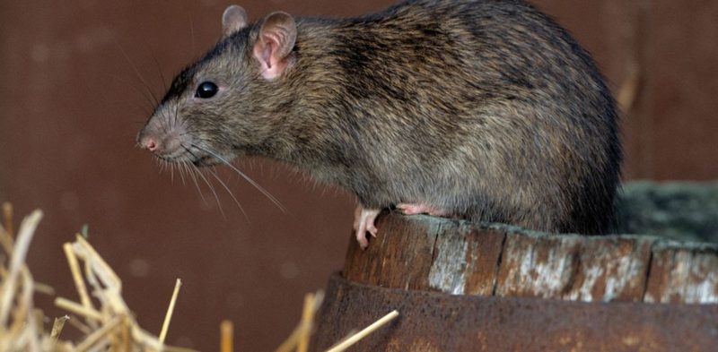 Эффективная борьба с крысами