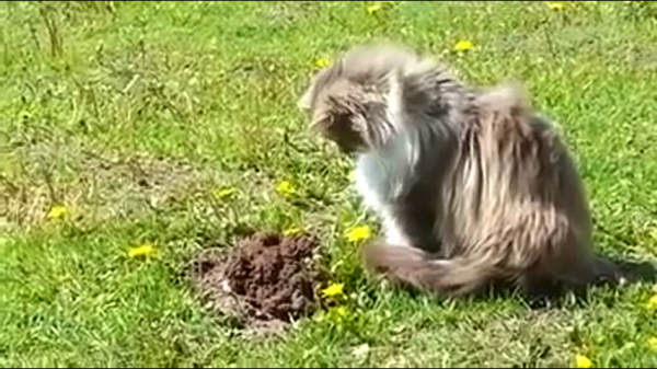 Проживание кота на территории огорода убережет от появления кротов