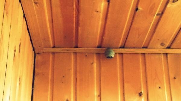 Осиное гнездо на балконе