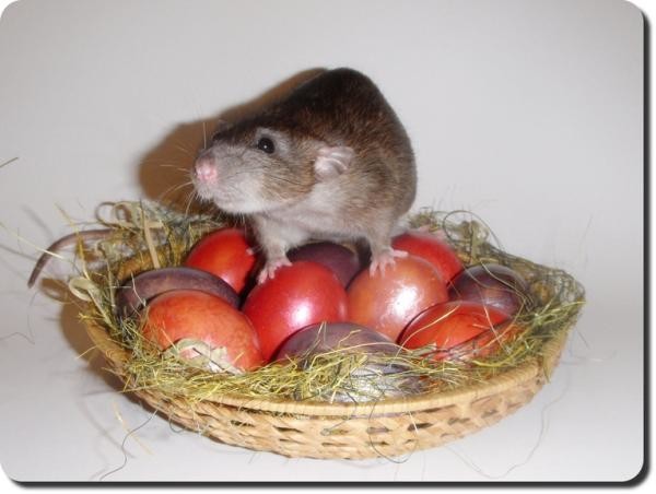 Крысы - не только переносчики инфекции, но они еще и не прочь полакомиться яйцами и воруют их в любой подходящий для этого момент