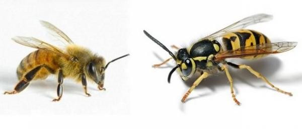 В чем отличие осы от пчелы
