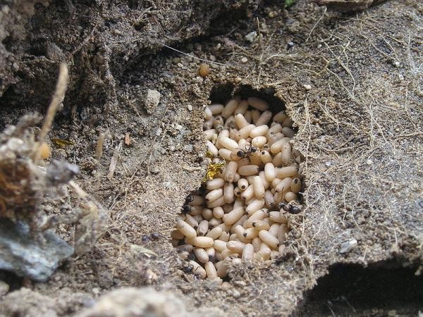 Муравьиное гнездо в огороде