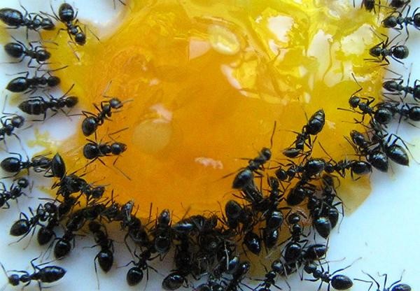 Борьба с муравьями с помощью приманки из меда и дрожжей 