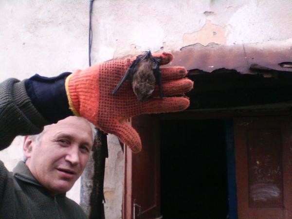 Производить контакт с летучей мышью можно только с помощью защитных перчаток, так как мыши - основные переносчики бешенства