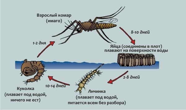 Цикл жизни комара