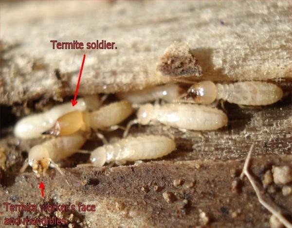 Личинки муравьев в деревянном полу