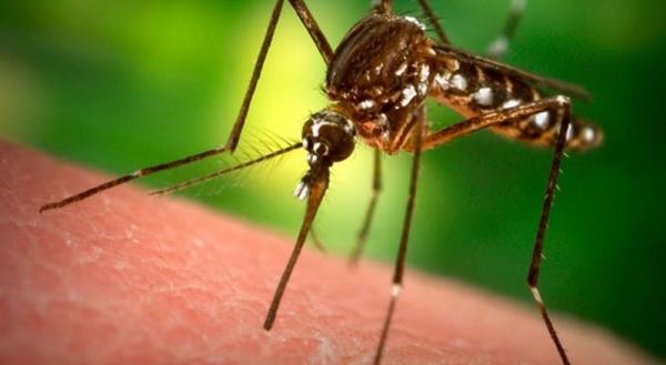 Как сделать средство от комаров своими руками
