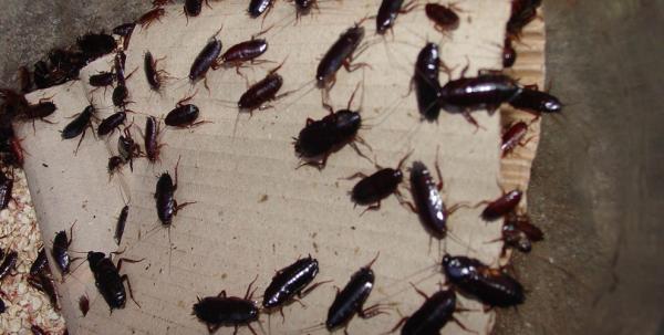 Черные тараканы в квартире не редкие гости