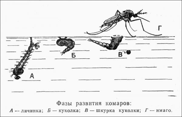 Фазы развития комара