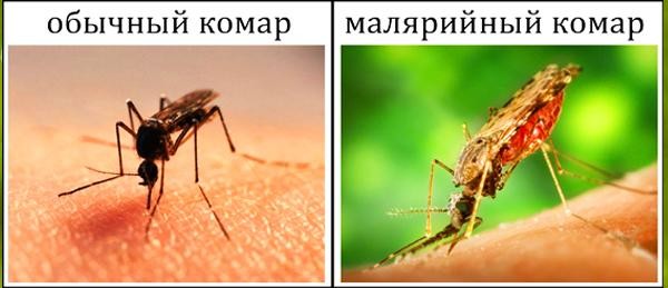 Разница между обычным и малярийным комаром