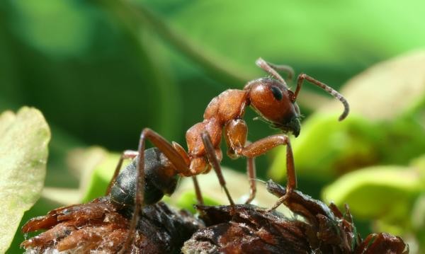 Как вывести муравьев с теплицы