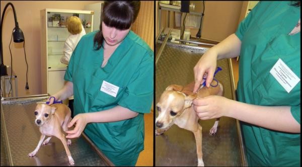 Капли нужно наносить с помощью пипетки в область холки, чтобы собака не могла слизать лекарство