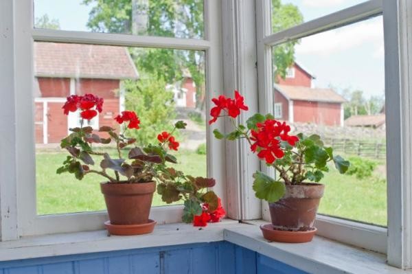 Украсьте окна горшочками с геранью - ее запах отпугнет насекомых
