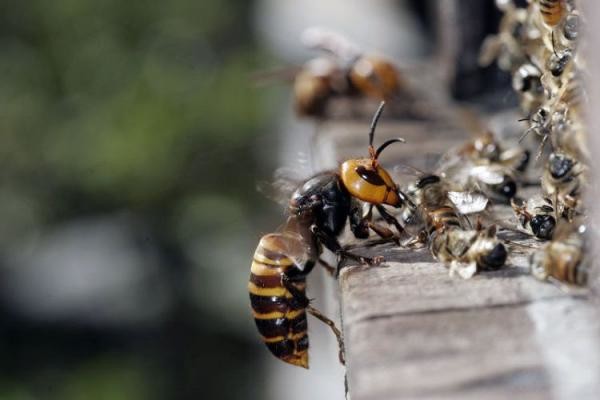 Иногда пчелы могут стать кормом для шершней