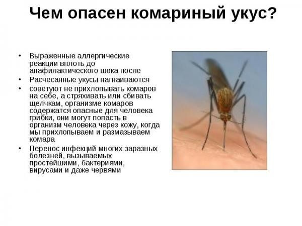 Чем опасен укус комара