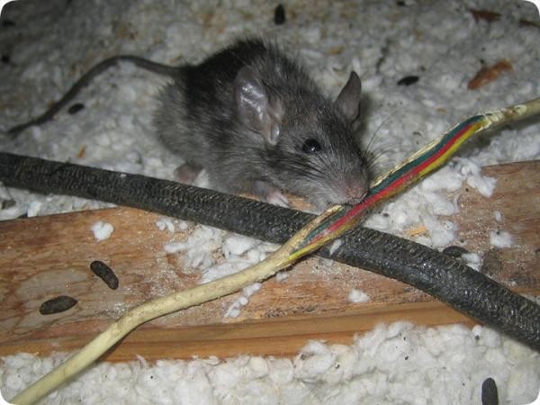Крыса в доме способна перегрызть электропроводку