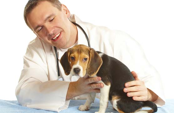 Если первая помощь не помогла и вы замечаете ухудшение состояния вашего питомца - лучше обратиться к ветеринару
