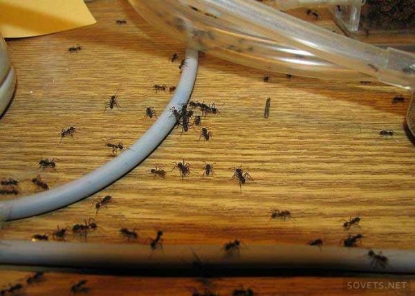 Как избавиться от черных муравьев в квартире