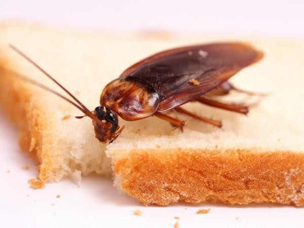 Тараканы появляются там, где есть пища