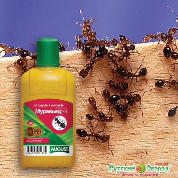 Муравьед от садовых муравьев