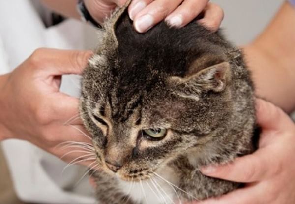 Как лечить ушного клеща у кошек