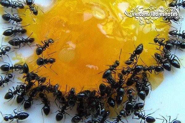 Появление муравьев в доме - неприятное явление: рассмотрим самые эффективные средства для борьбы с ними