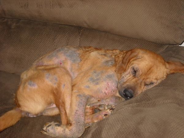Один из симптомов появления подкожного клеща у собаки является резкое выпадение шерсти