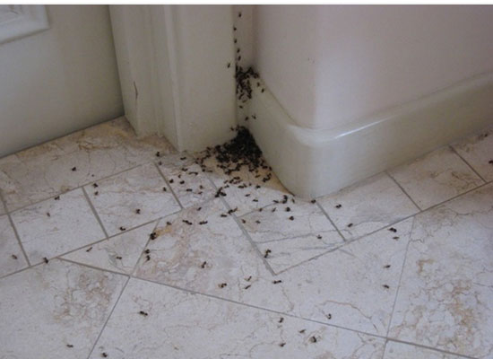 Большим плюсом будет обнаружение муравьиного гнезда - тогда проще будет уничтожить вредителей