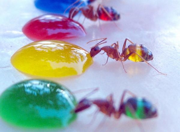 Как приготовить отраву для муравьев самому