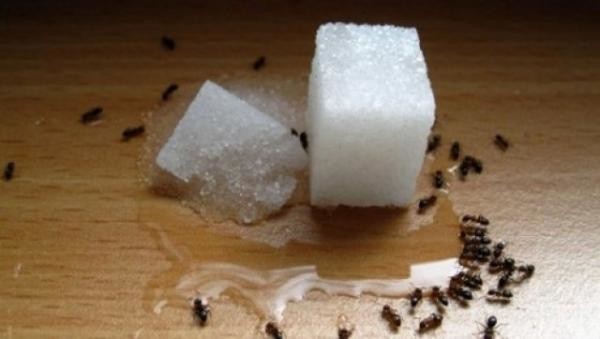 Наиболее частая причина появления муравьев в доме - оставление остатков еды в открытом месте