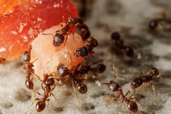 Мясные шарики от муравьев