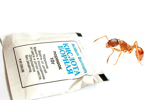 Борная кислота - наверное самый известный из народных методов борьбы с муравьями