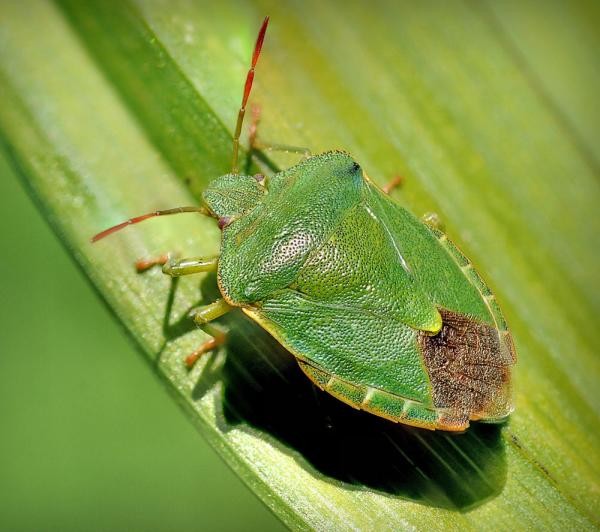 Зеленый паразит