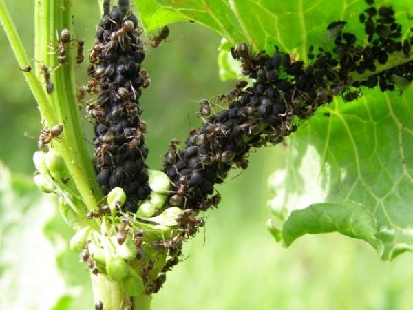 Основной вред от муравьев - они стимулируют появление тли в огороде