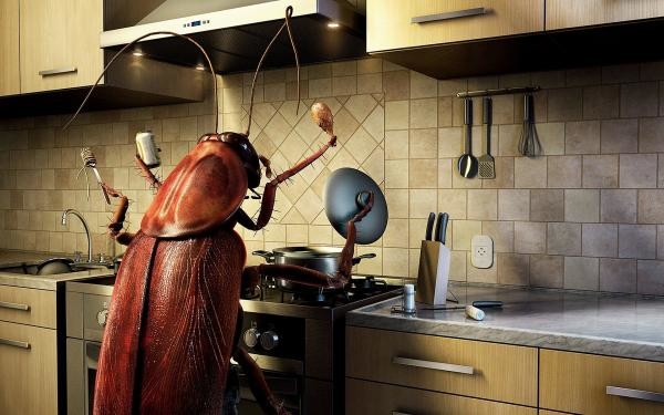 Поддерживайте чистоту в доме и вовремя прибегайте к необходимым мерам борьбы с насекомыми, чтобы тараканы не стали хозяевами вашего дома