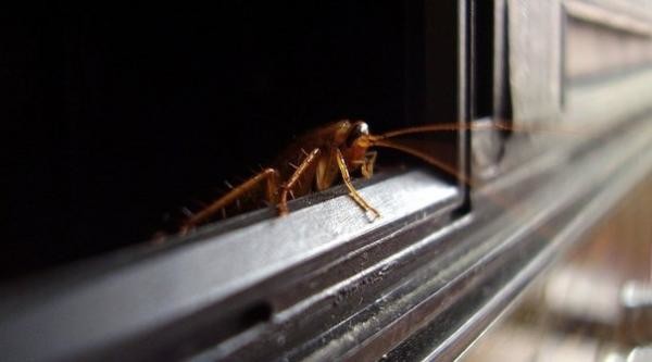 Даже если в вашей квартире идеальная чистота, существует высокая вероятность того, что тараканы просочатся к вам от соседей