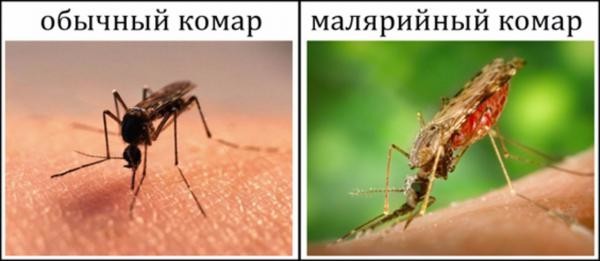 Обычный и малярийный комар