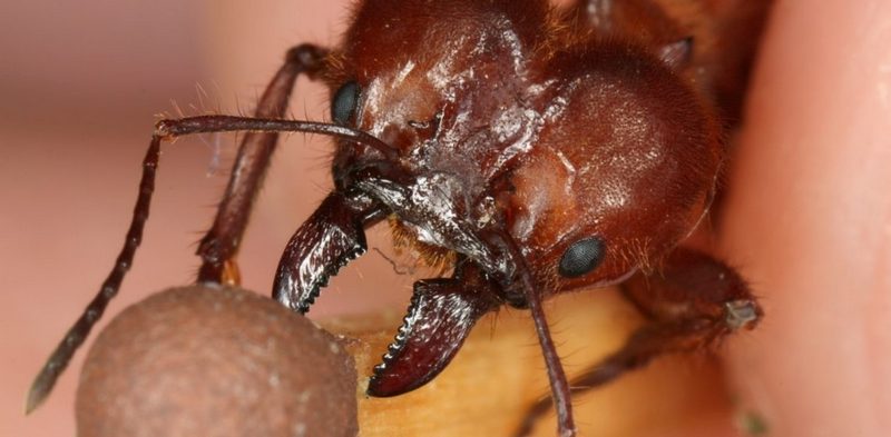 Что делать при укусе муравья