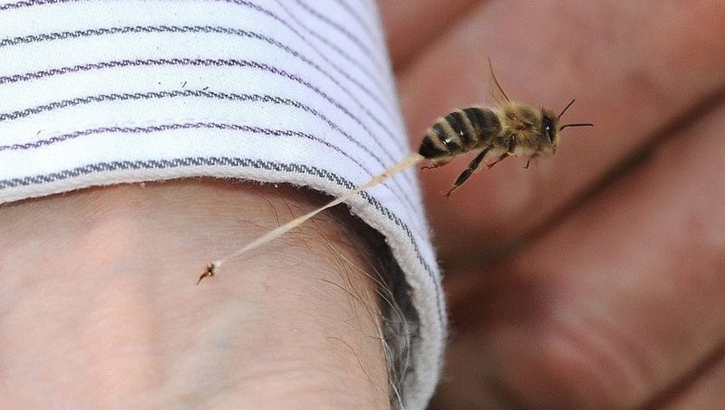 Что нужно делать, если укусила пчела или оса