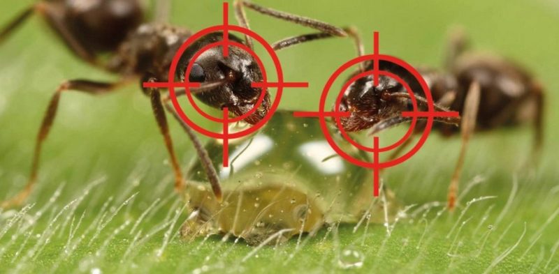 Эффективное средство от муравьев на даче