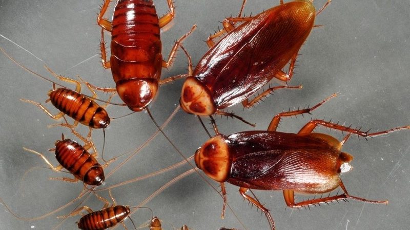 Как эффективно избавиться от тараканов народными средствами