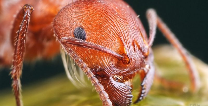 Как избавиться от красных муравьев