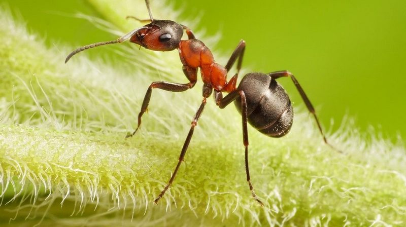 Как лучше избавиться от муравьев на дачном участке