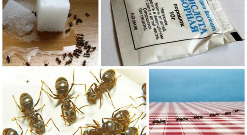 Как можно избавиться от муравьев в квартире