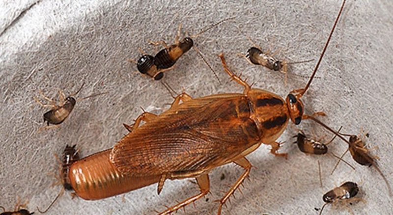 Как размножаются разные виды тараканов