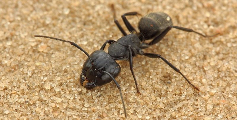 Как вывести черных муравьев